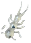 white stonefly